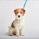 Correa-para-mascota-Verde-3-3496