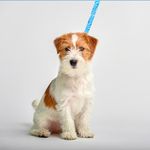 Correa-para-mascota-Azul-3-3495