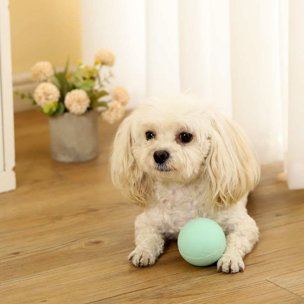 Juguete para Perros - Soga con Pelota de Tenis para Jalar