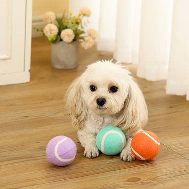 Juguetes para Mascotas Macaron Series Pelota de Tennis Miniso