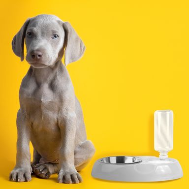 Comedero para Comida y Botella de Agua 500Ml