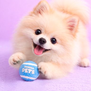 Pelota Elastica para Mascota con Sonidos Serie Miniso 2 Unidades Azul