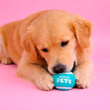 Pelota Elastica para Mascota con Sonidos Serie Miniso 2 Unidades Aqua