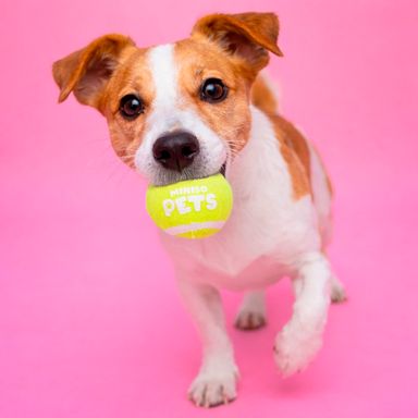 Pelota Elastica para Mascota con Sonidos Serie Miniso 2 Unidades Amarillo Fluoresente