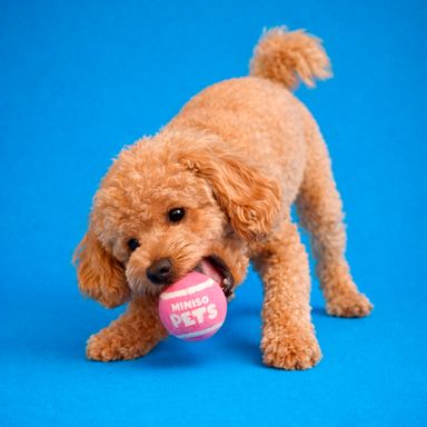 Pelota Elastica para Mascota con Sonidos Serie Miniso 2 Unidades Rosa Fluoresente